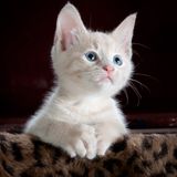 A cream kitten
