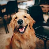 A golden retriever