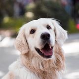 A white retriever