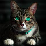 A green-eyed tabby cat