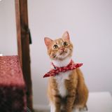 A ginger cat in a bandana